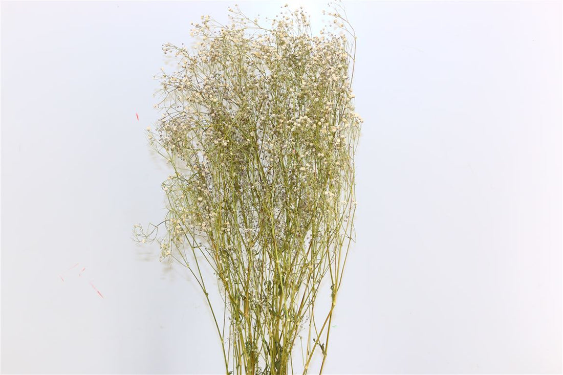 Gipskruid (Gypsophilia) wit naturel gedroogd