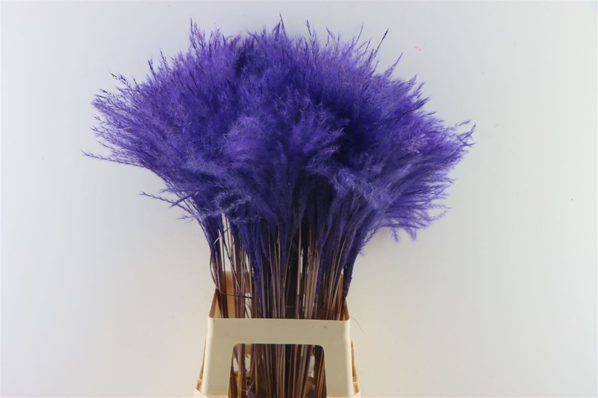 Gedroogde Stipa feather Milka (per stuk)