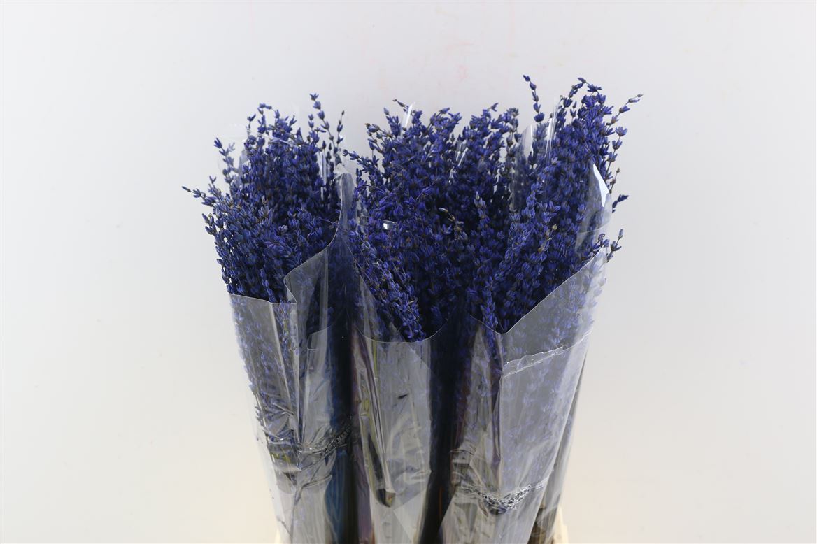 Lavendel Dark Blue gepreserveerd