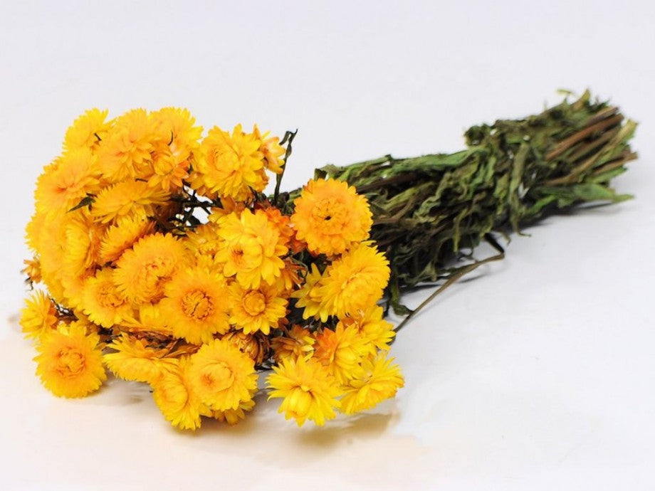 Gedroogde Helichrysum geel