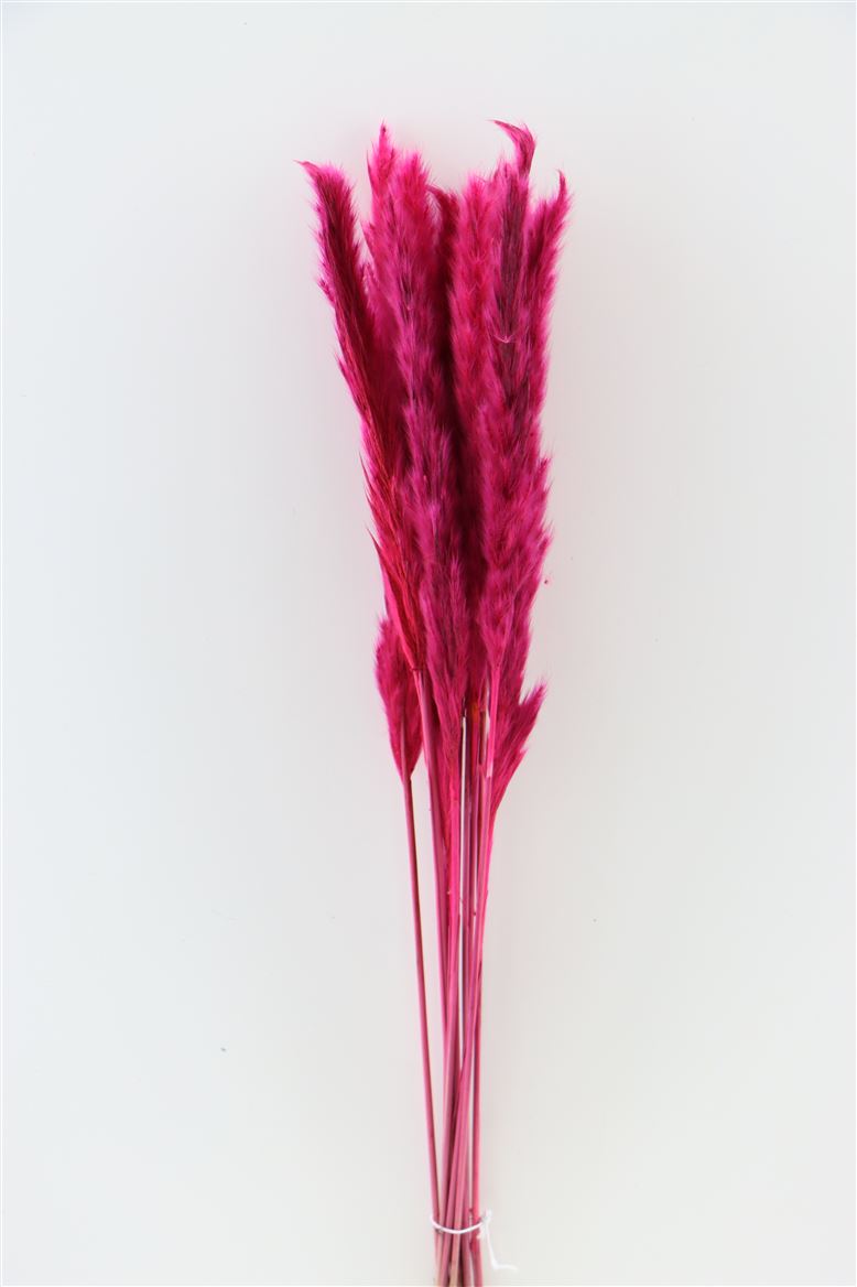 Fluffy Pampas (Miscanthus) pluim cerise