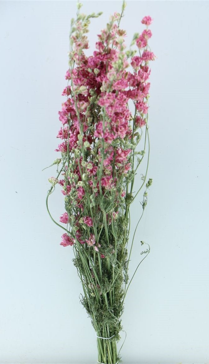 Getrocknetes Delphinium (Rätsel) Rosa