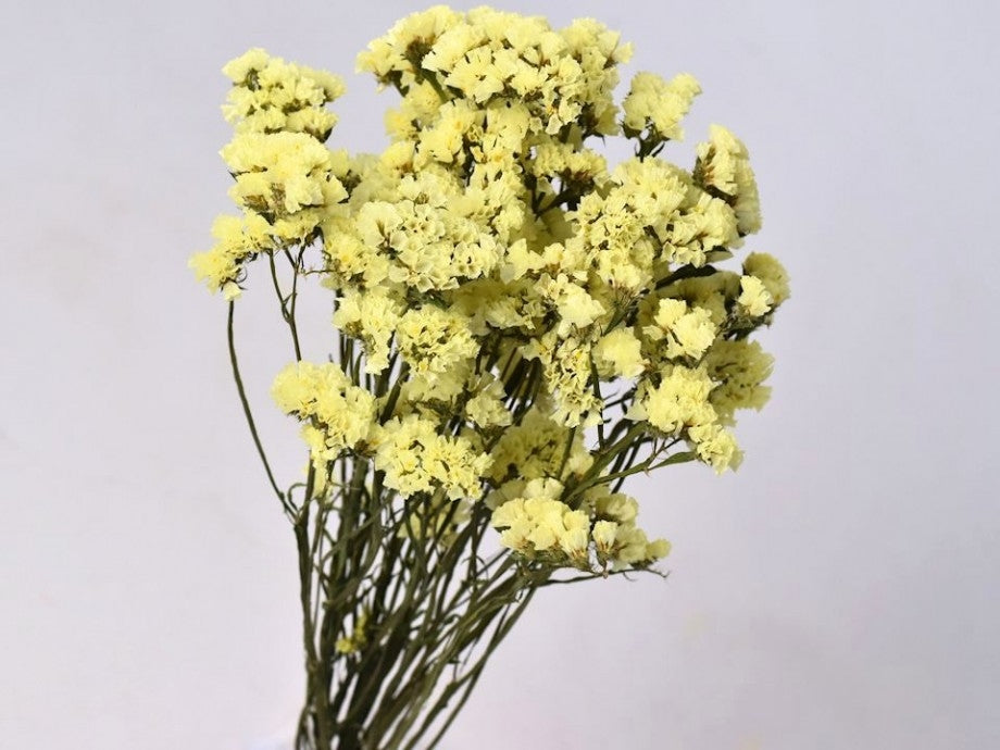 Gedroogde Statice Limonium geel