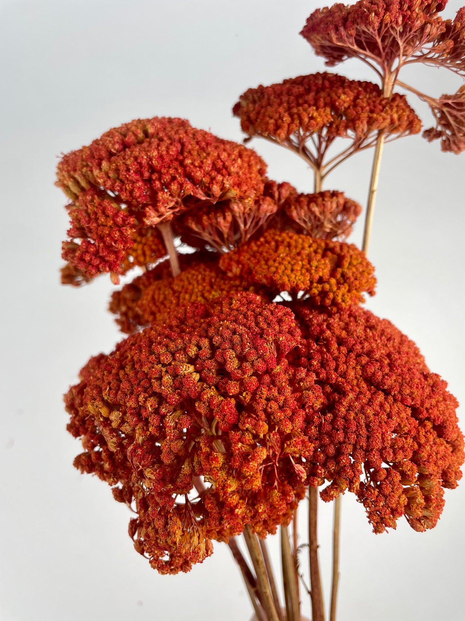 Gedroogde Achillea oranje geverfd