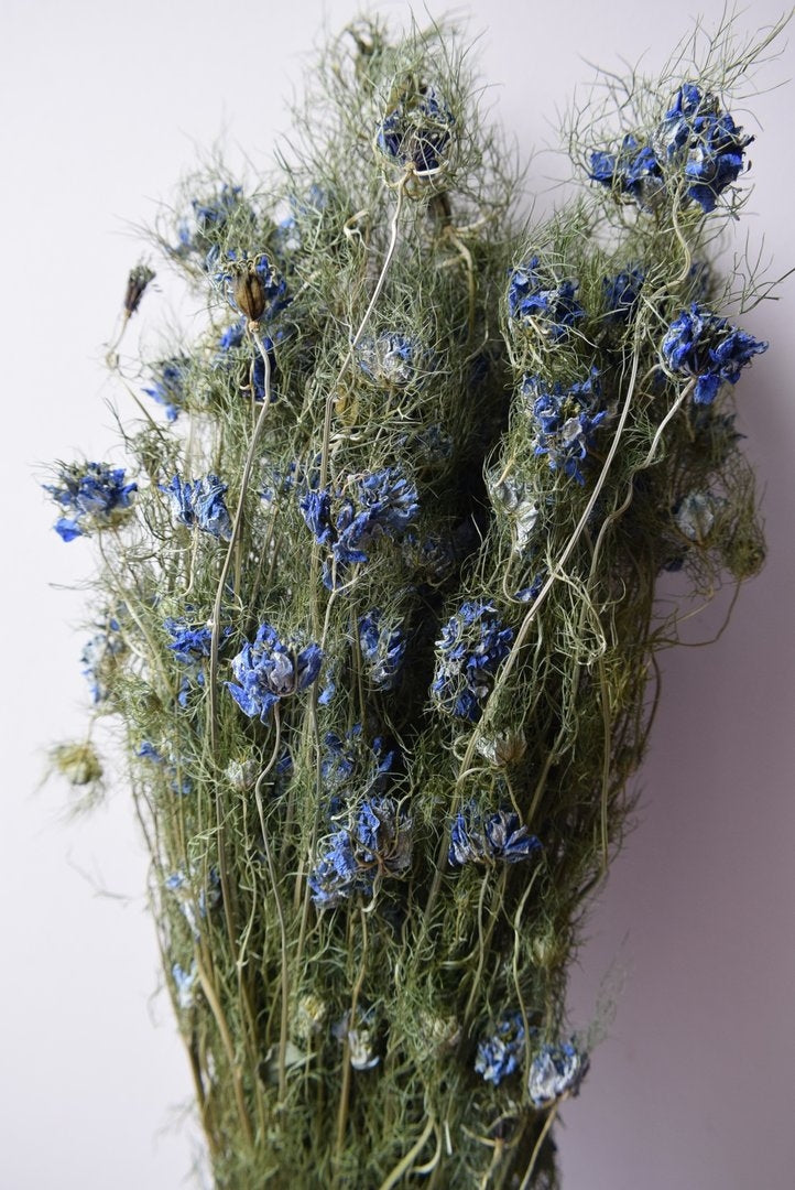 Gedroogde Nigella Bloem Blauw