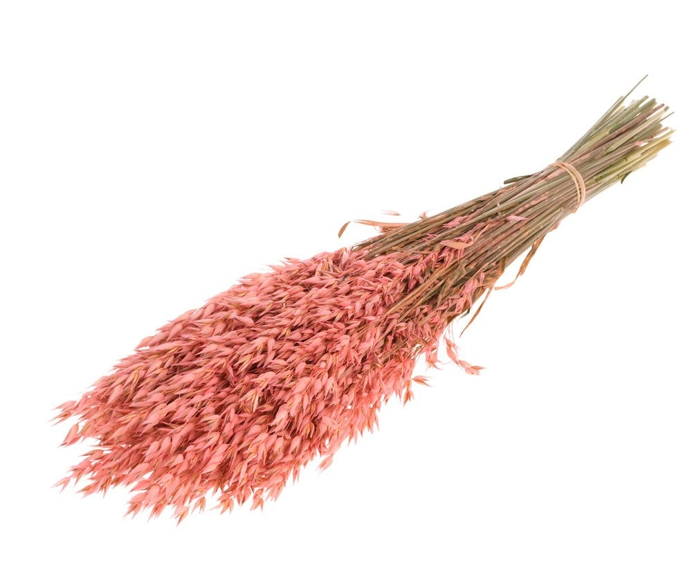 Gedroogde Haver (Avena) roze gekleurd