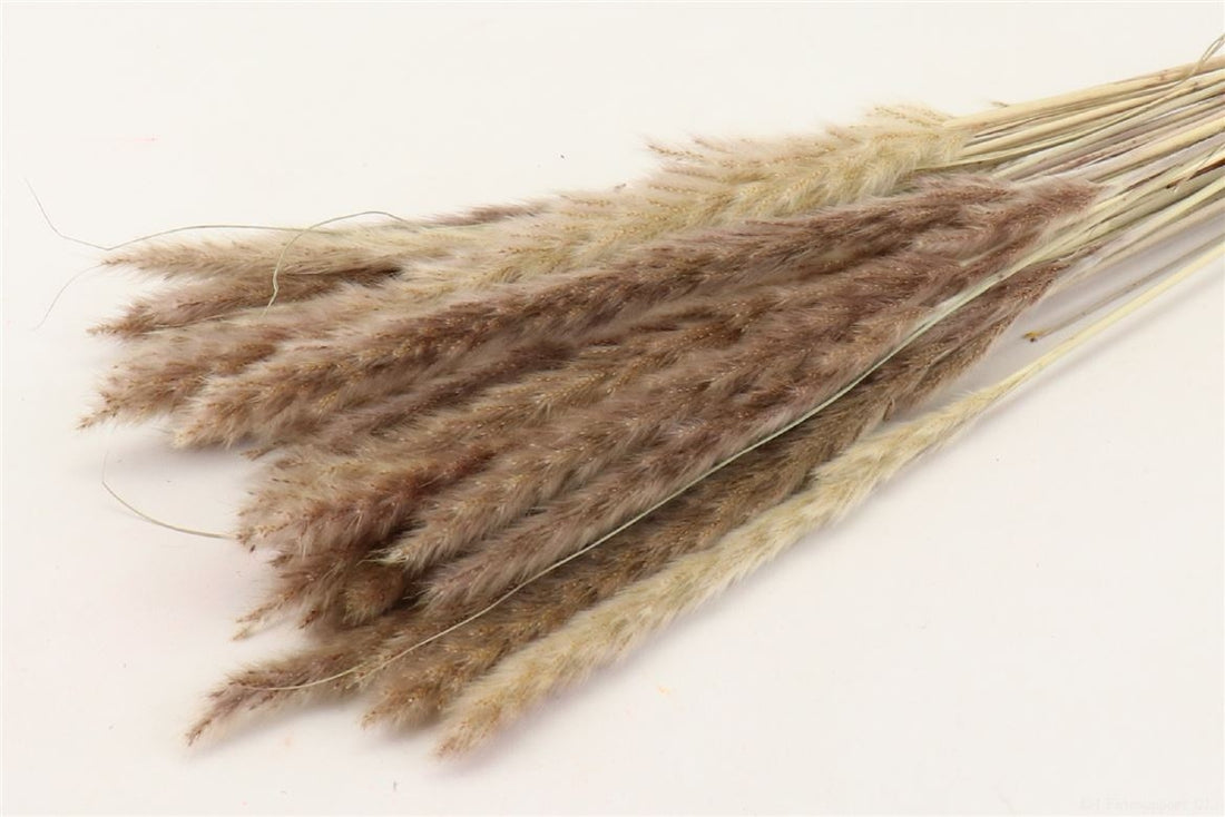 Fluffy Pampas (Miscanthus) pluimen