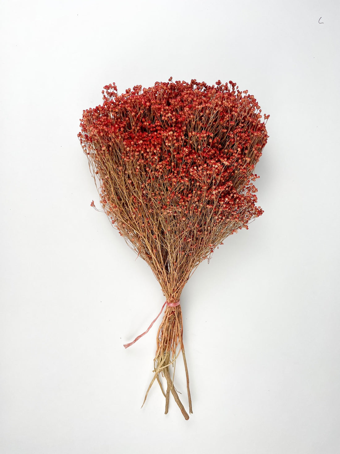 Gedroogde Broom bloom rood