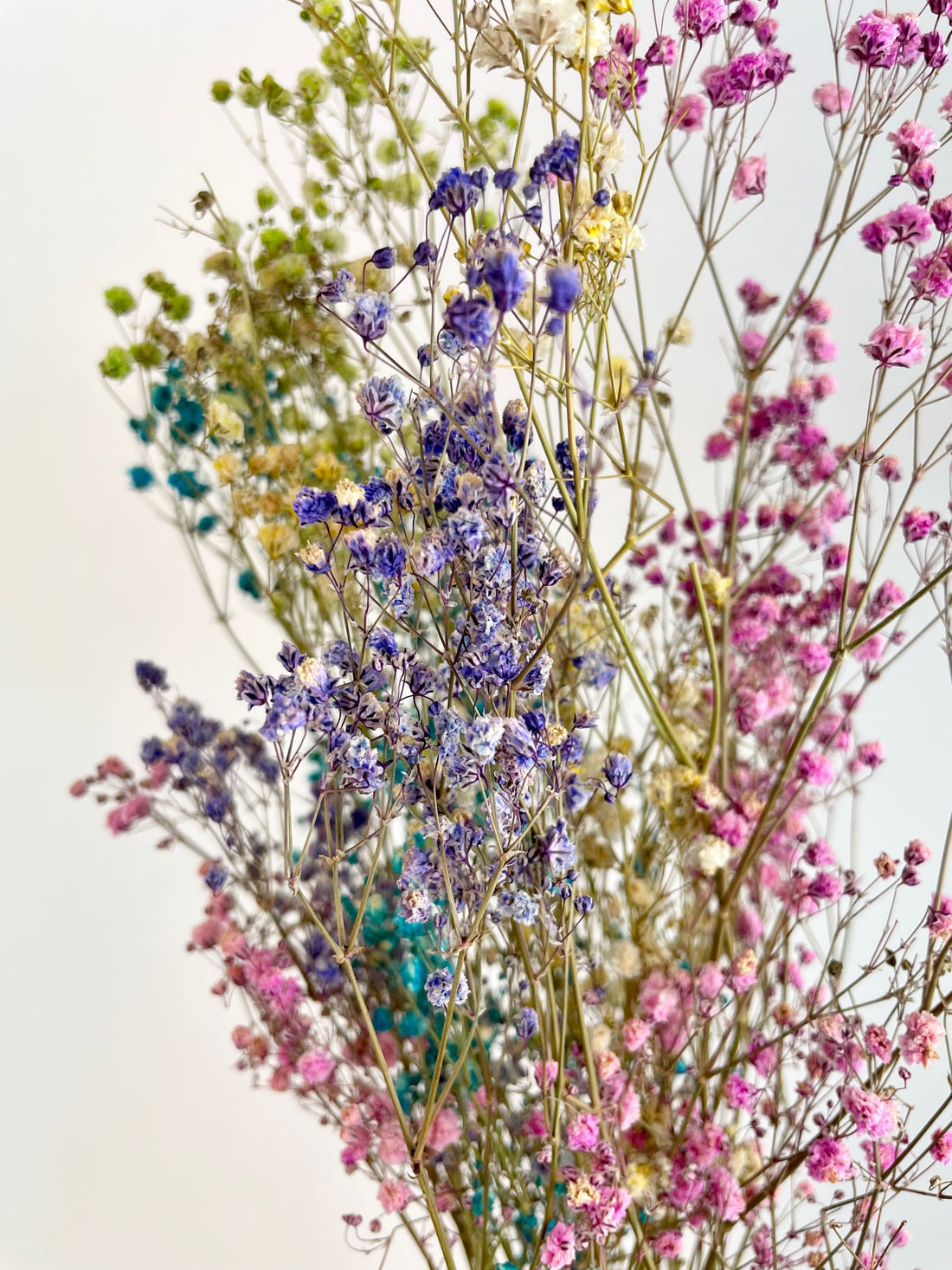 Gedroogde Gypsophila Regenboog (Gipskruid) - diverse kleuren