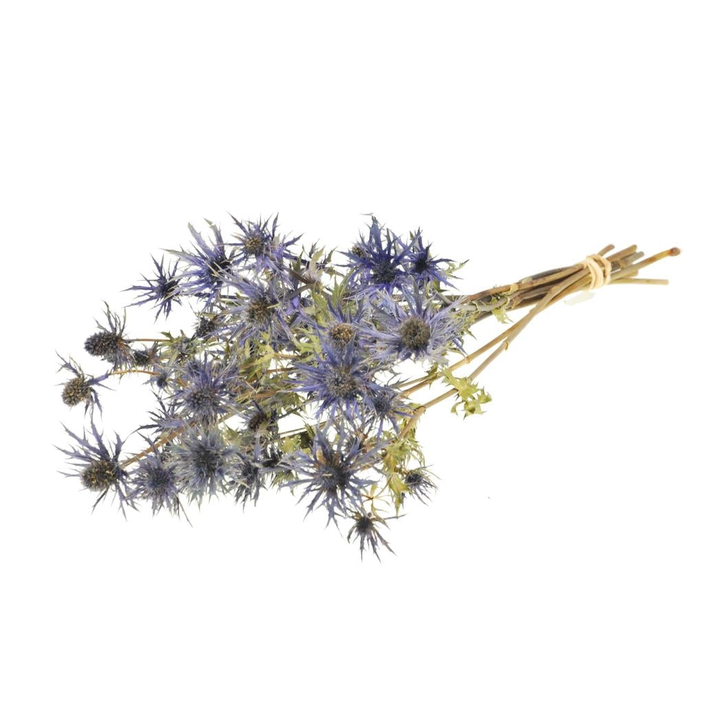 Gedroogde Eryngium distels