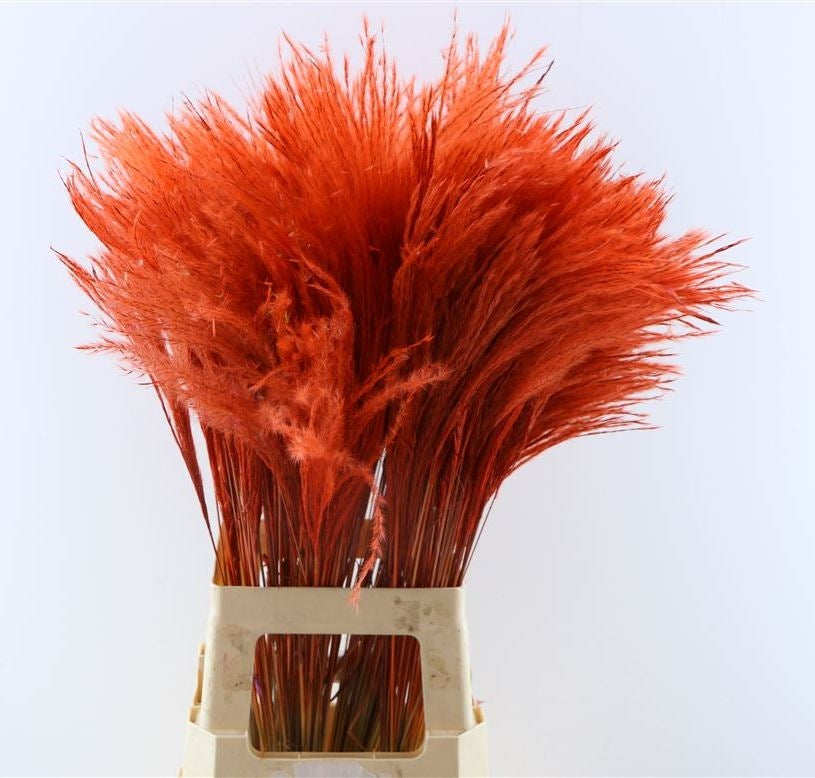 Gedroogde Stipa feather pluimen rood (per stuk)