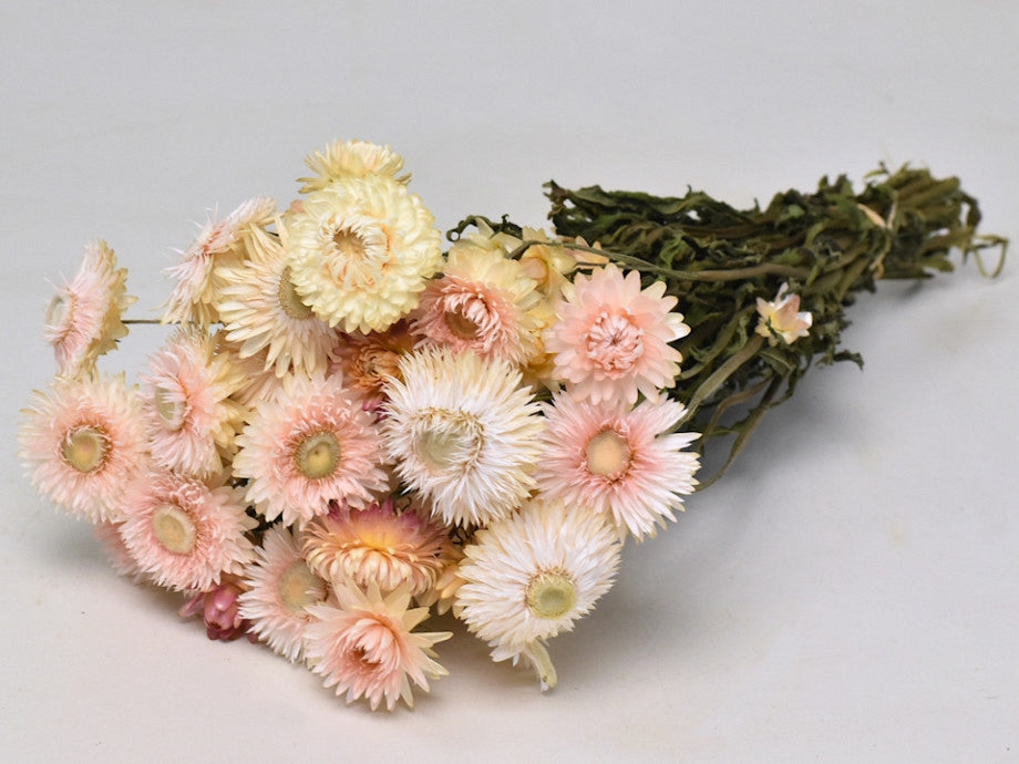 Gedroogde Helichrysum wit roze