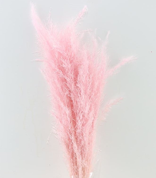 Gedroogd Munni grass gebleekt licht roze