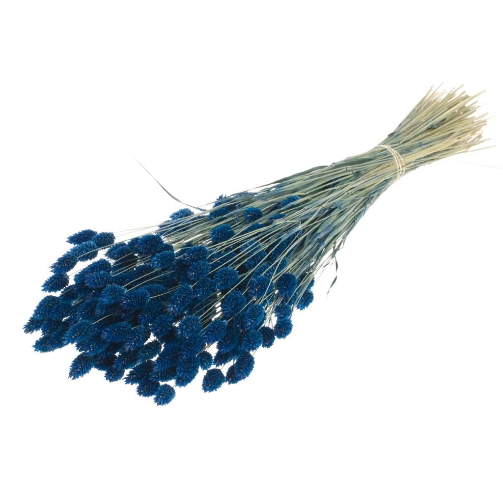 Gedroogde Phalaris gekleurd donker blauw