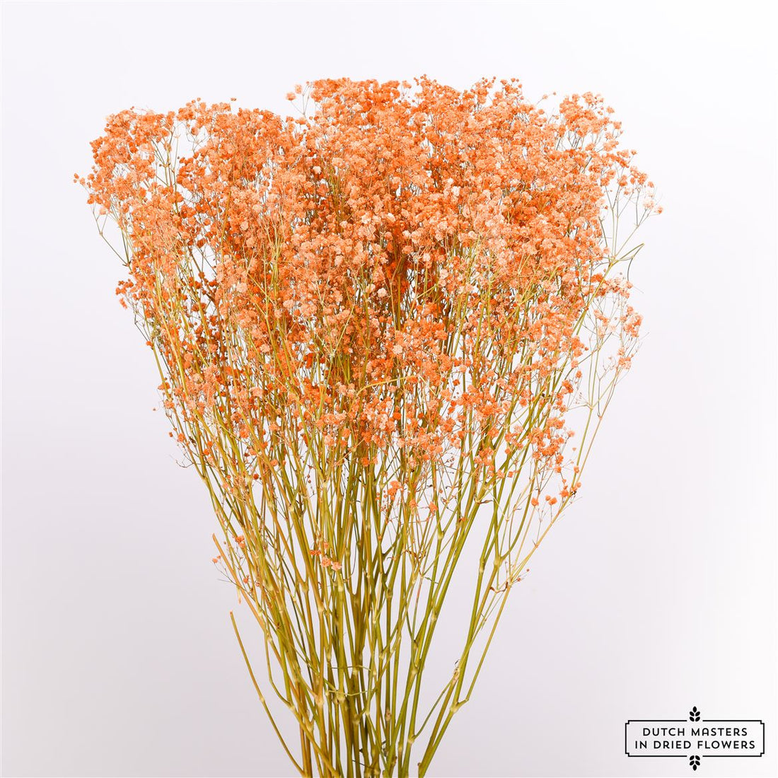 Gipskruid (Gypsophilia) oranje gedroogd