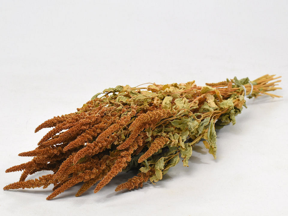 Amaranthus gedroogd Oranje