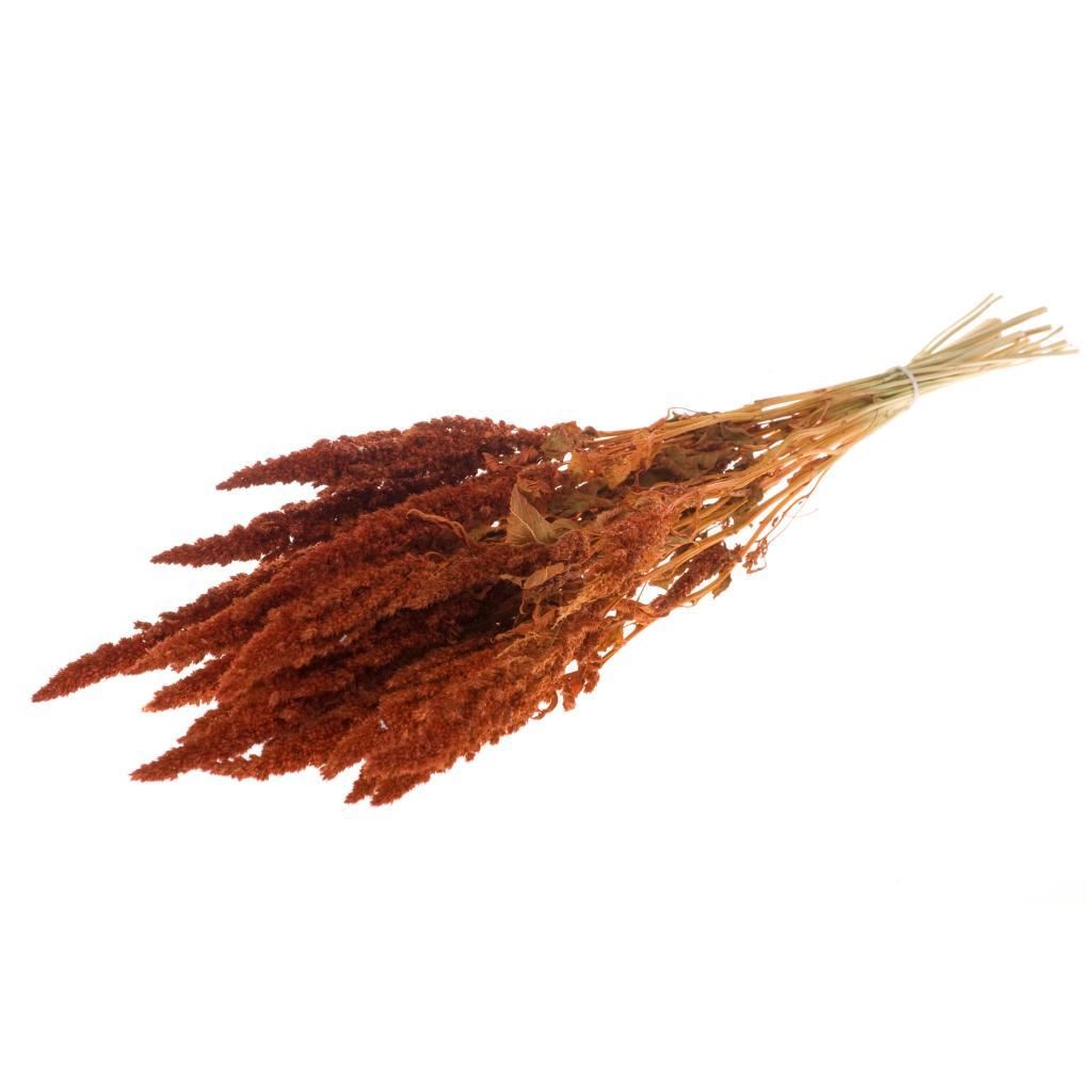 Gedroogde Amaranthus Oranje