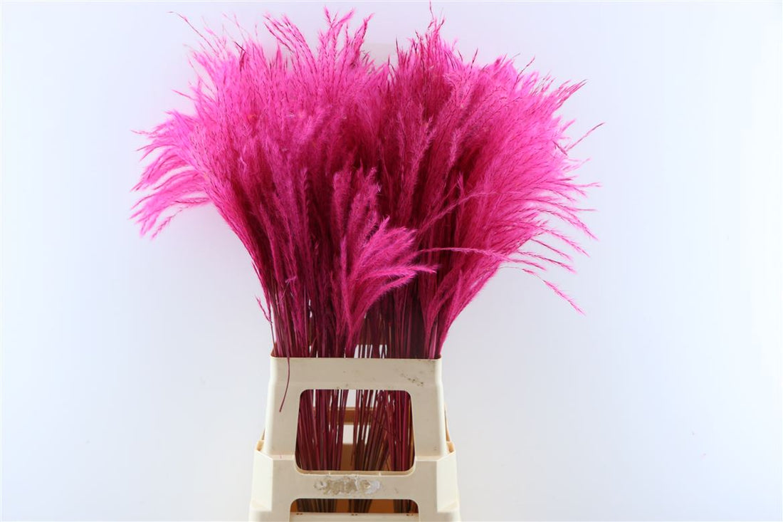 Gedroogde Stipa feather cerise (per stuk)