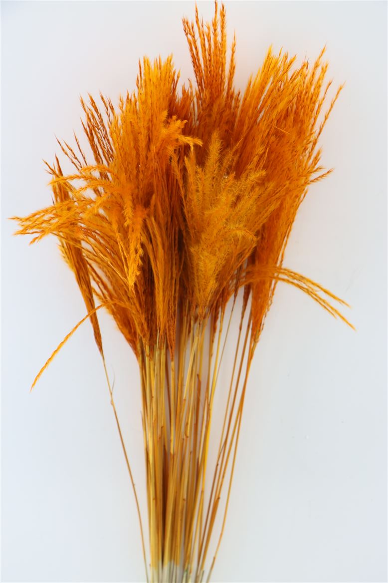 Gedroogde Stipa feather oranje (per stuk)