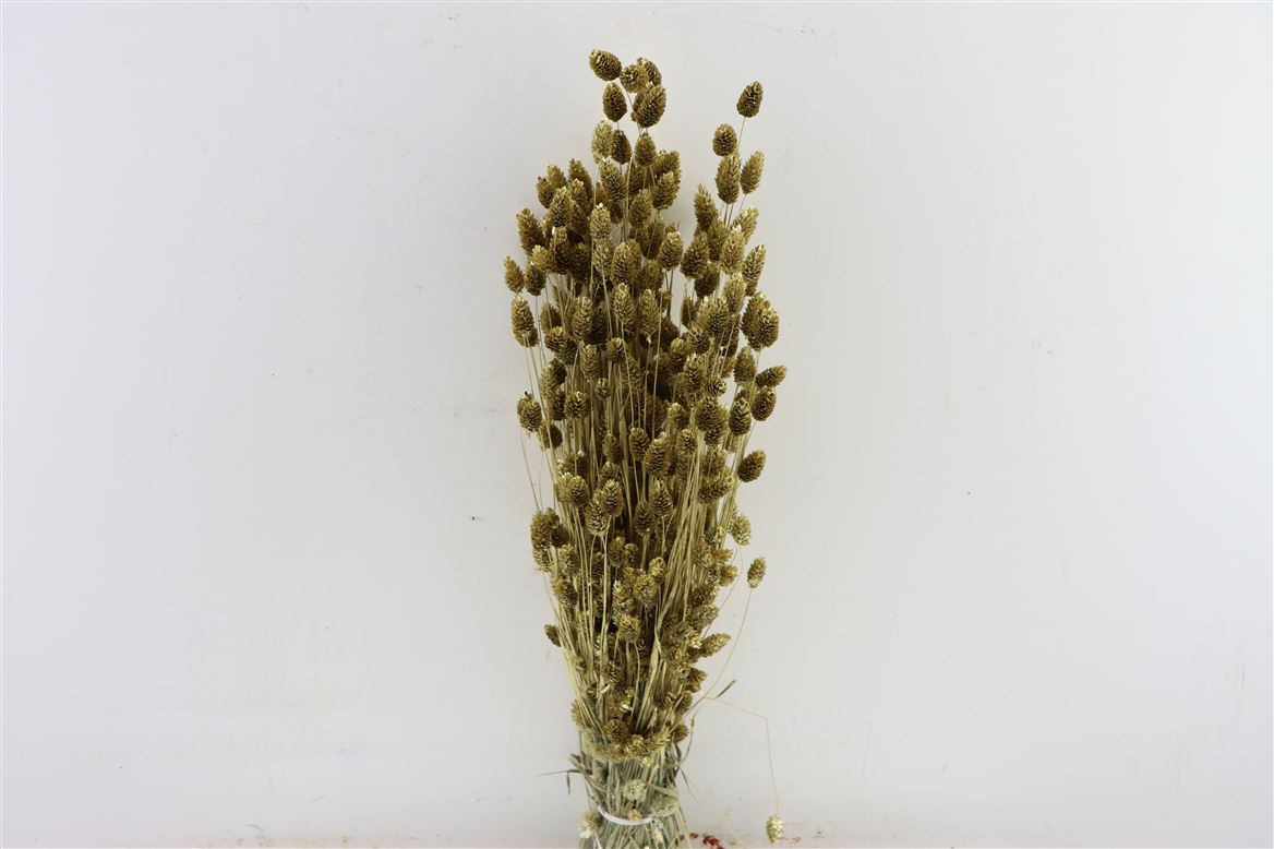 Gouden gedroogde Phalaris