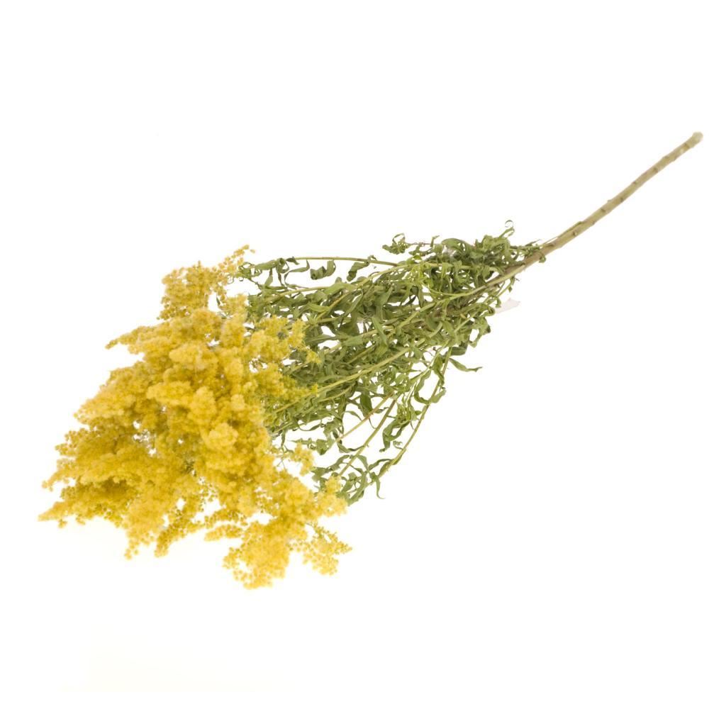 Gedroogde Solidago