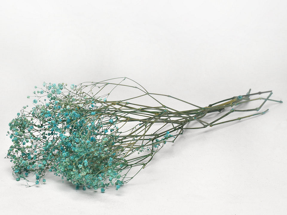 Gipskruid (Gypsophilia) aqua blauw gedroogd